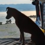 Profilbild von A_dog_called_enya