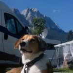 Profilbild von Pinot