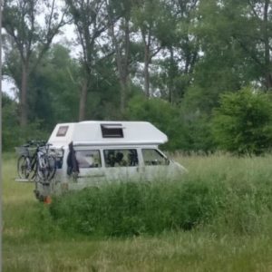 Profilbild von Nasenbaer