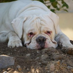 Profilbild von Nathan_white_boxervan