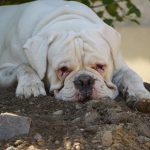 Profilbild von Nathan_white_boxervan