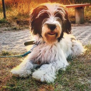 Profilbild von BulliMeryll