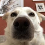 Profilbild von camperPepe